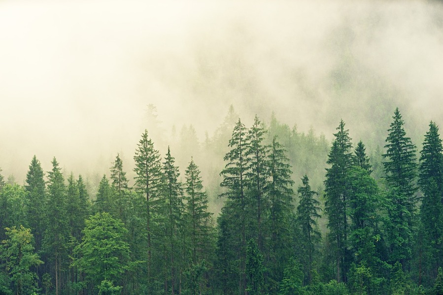 Från skog till vardagsrum: Att inreda med träslag från din lokala miljö